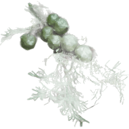 Species cutout