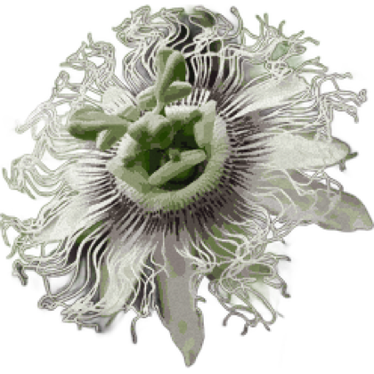 Species cutout