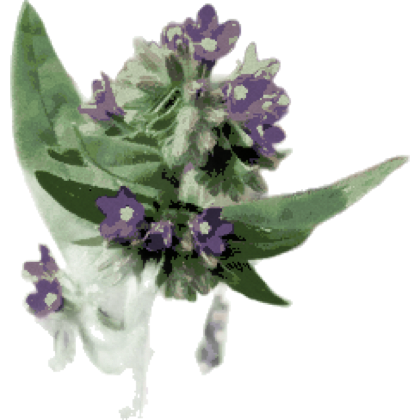 Species cutout