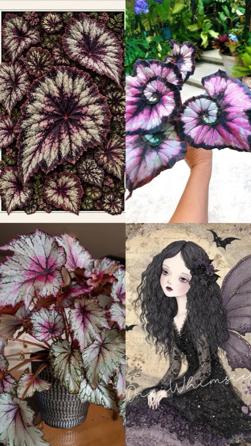 Finished slideshow slide — begonias