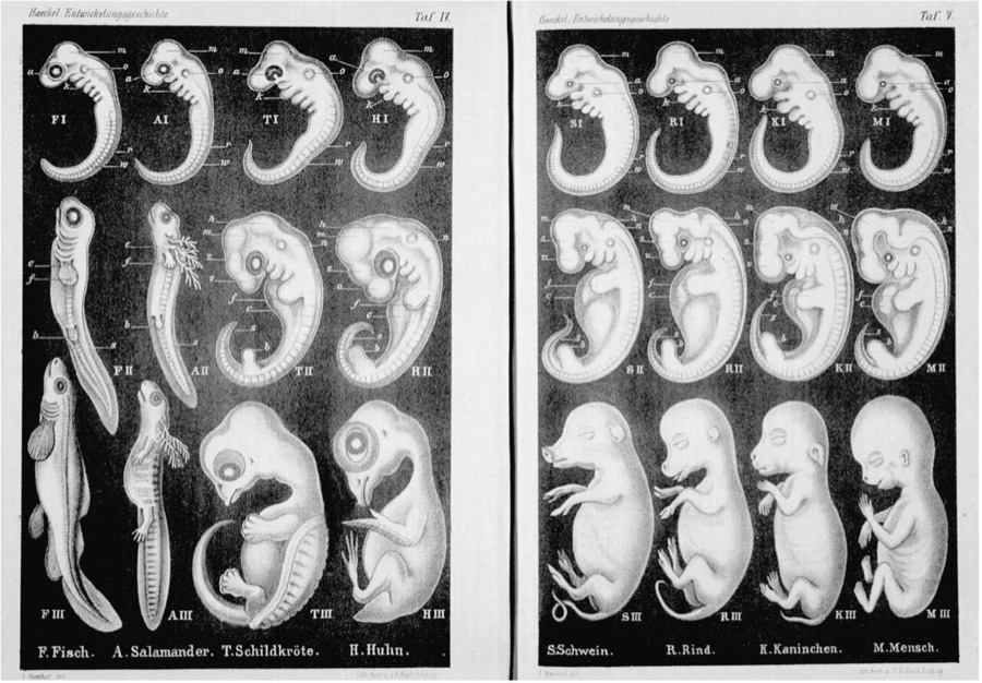 Haeckel's 1874 plate comparing vertebrate embryos