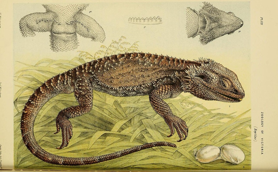 A bearded dragon, from an 1890 natural history of Victoria