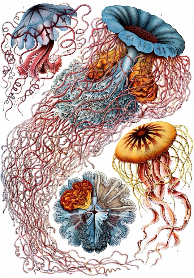 Haeckel's jellyfish plate from Kunstformen der Natur