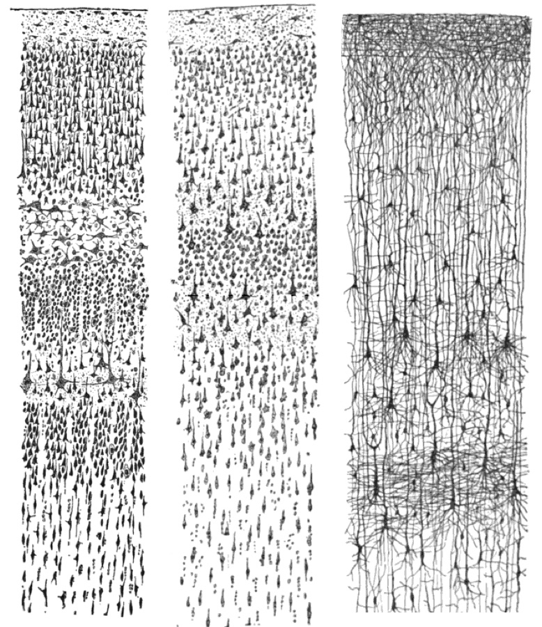 Cajal's drawings of neurons in the cortex