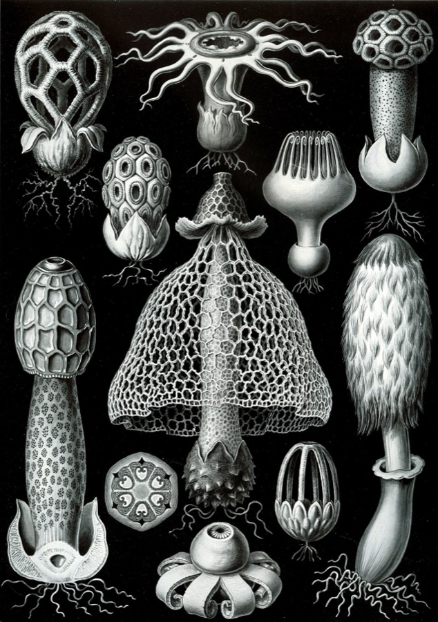 Haeckel's plate of fungi