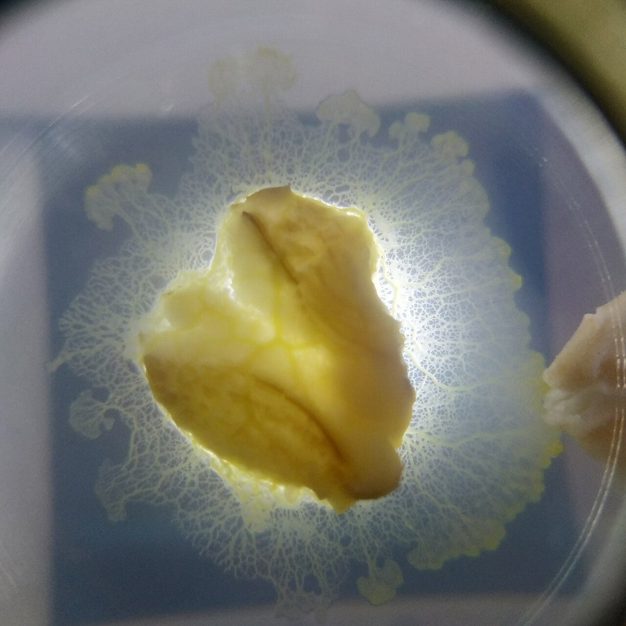Physarum polycephalum spreading its network in a petri dish