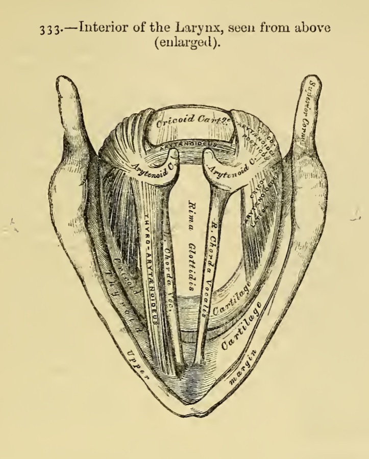 An 1858 anatomical plate of the larynx