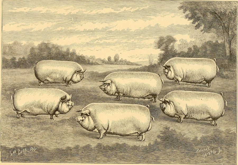 Prize pigs from an 1887 book on livestock breeds